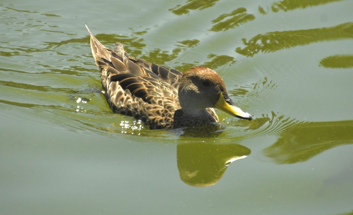 gulnebbstjertand - ML647415015