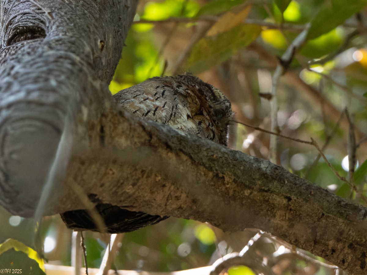 Madagascar Scops-Owl (Torotoroka) - ML647415020