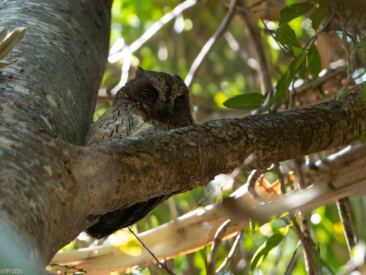 Madagascar Scops-Owl (Torotoroka) - ML647415021