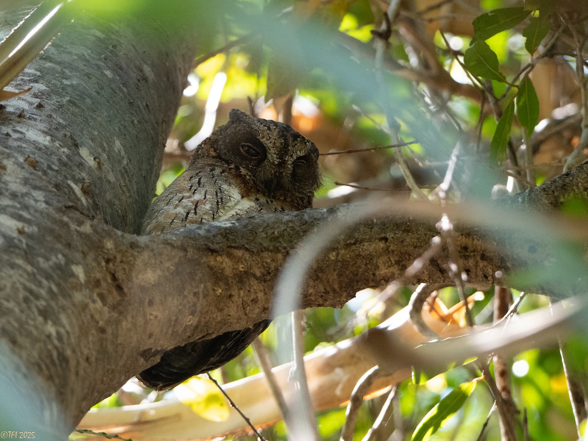 Madagascar Scops-Owl (Torotoroka) - ML647415022