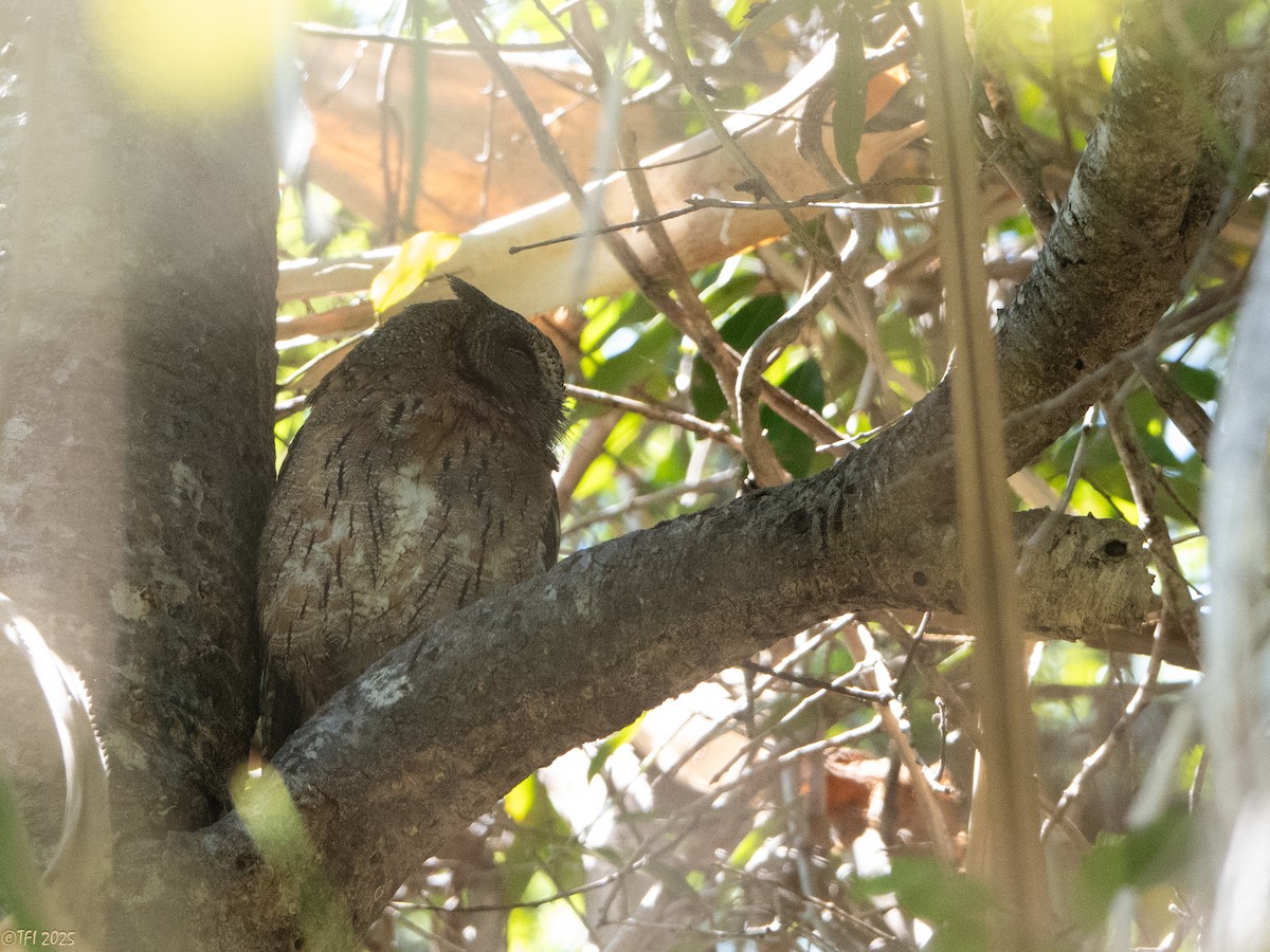 Madagascar Scops-Owl (Torotoroka) - ML647415023