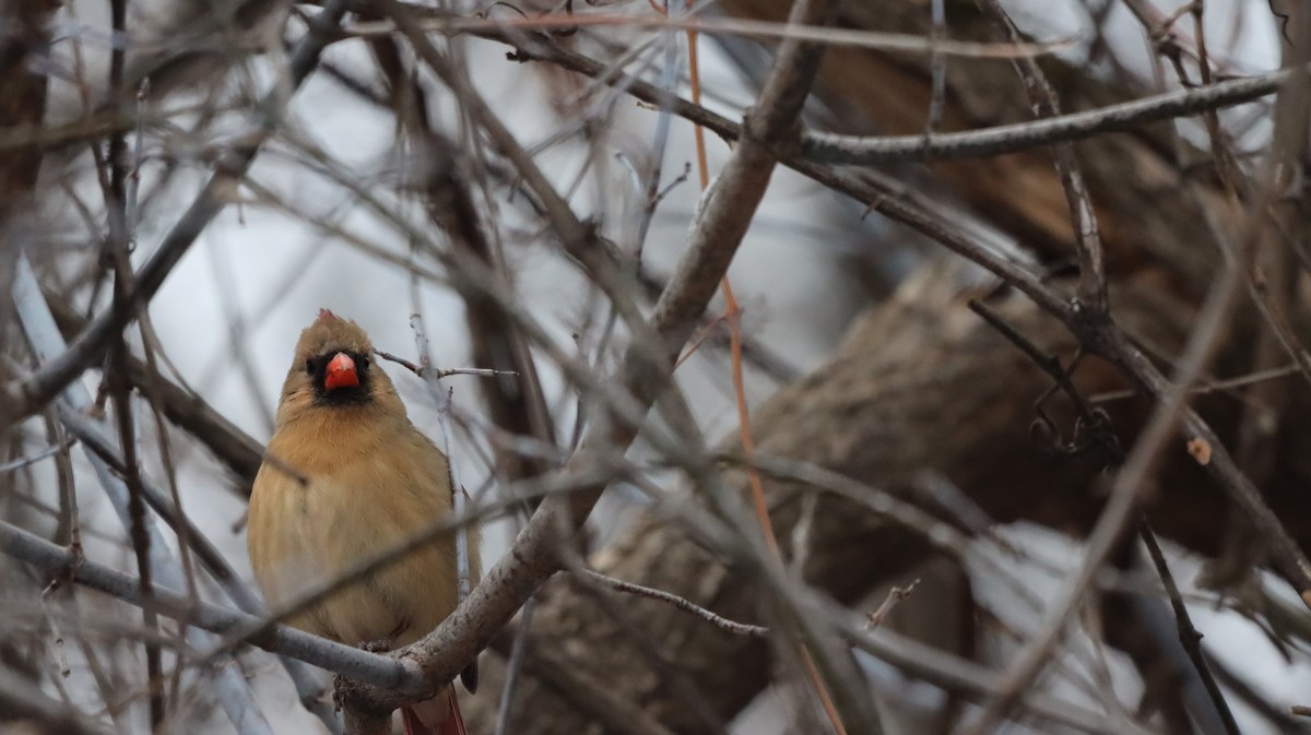 Northern Cardinal - ML647415027