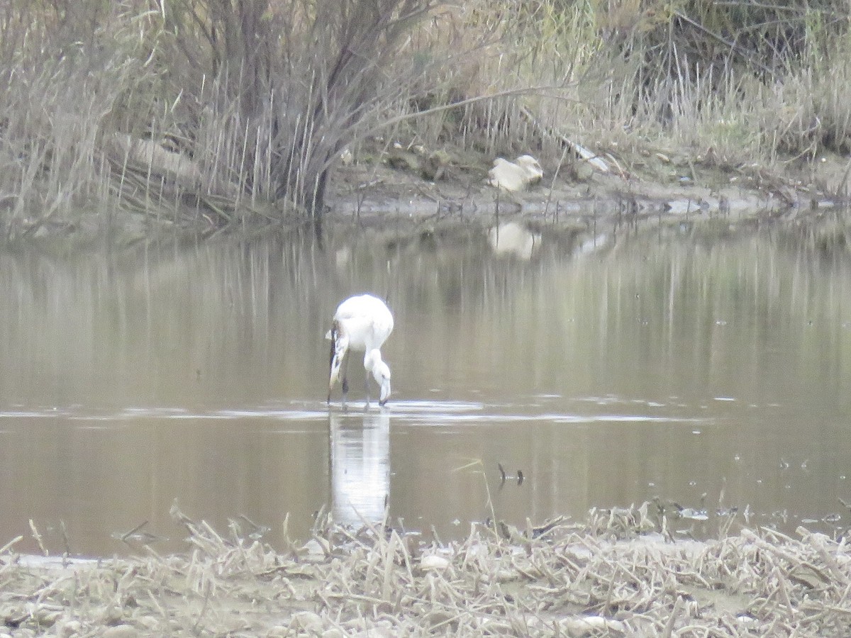 Flamant rose - ML647415028