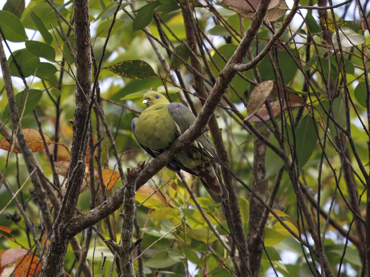 Madagascar Green-Pigeon - ML647415031