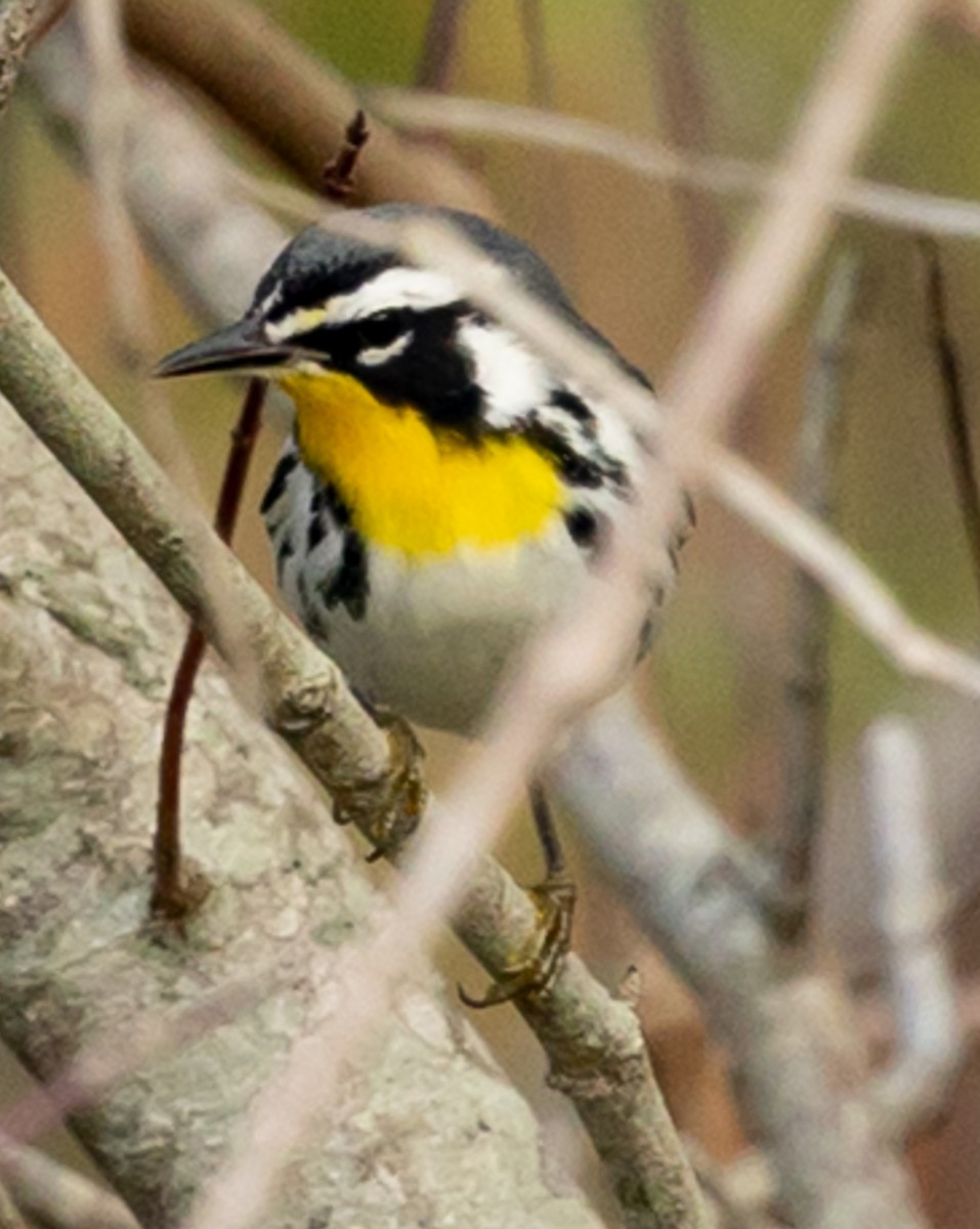 Paruline à gorge jaune - ML647415035