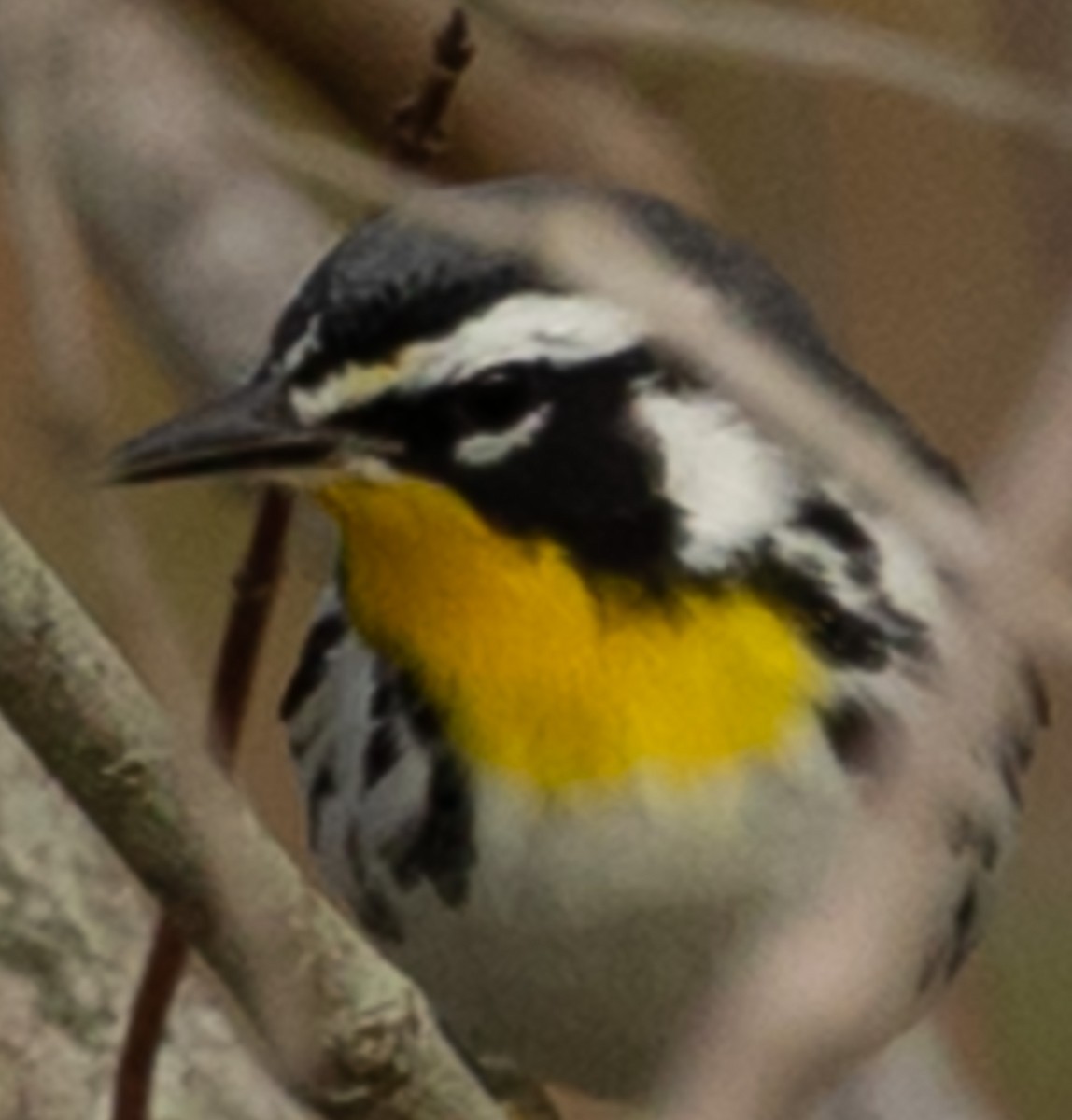Paruline à gorge jaune - ML647415045
