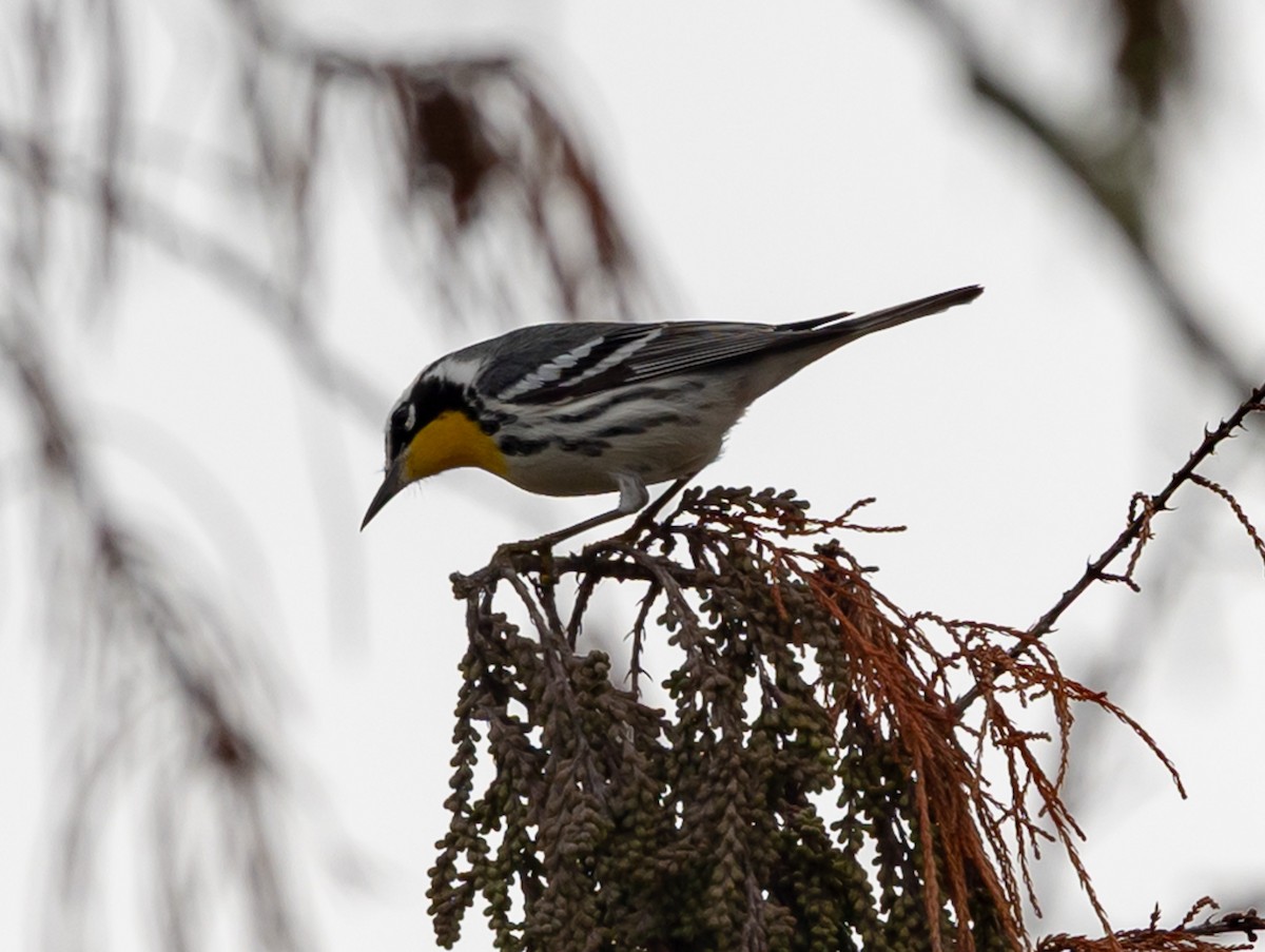 Paruline à gorge jaune - ML647415048