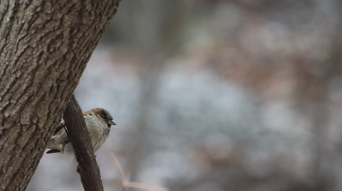 House Sparrow - ML647415056