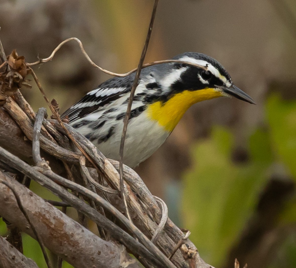 Paruline à gorge jaune - ML647415057