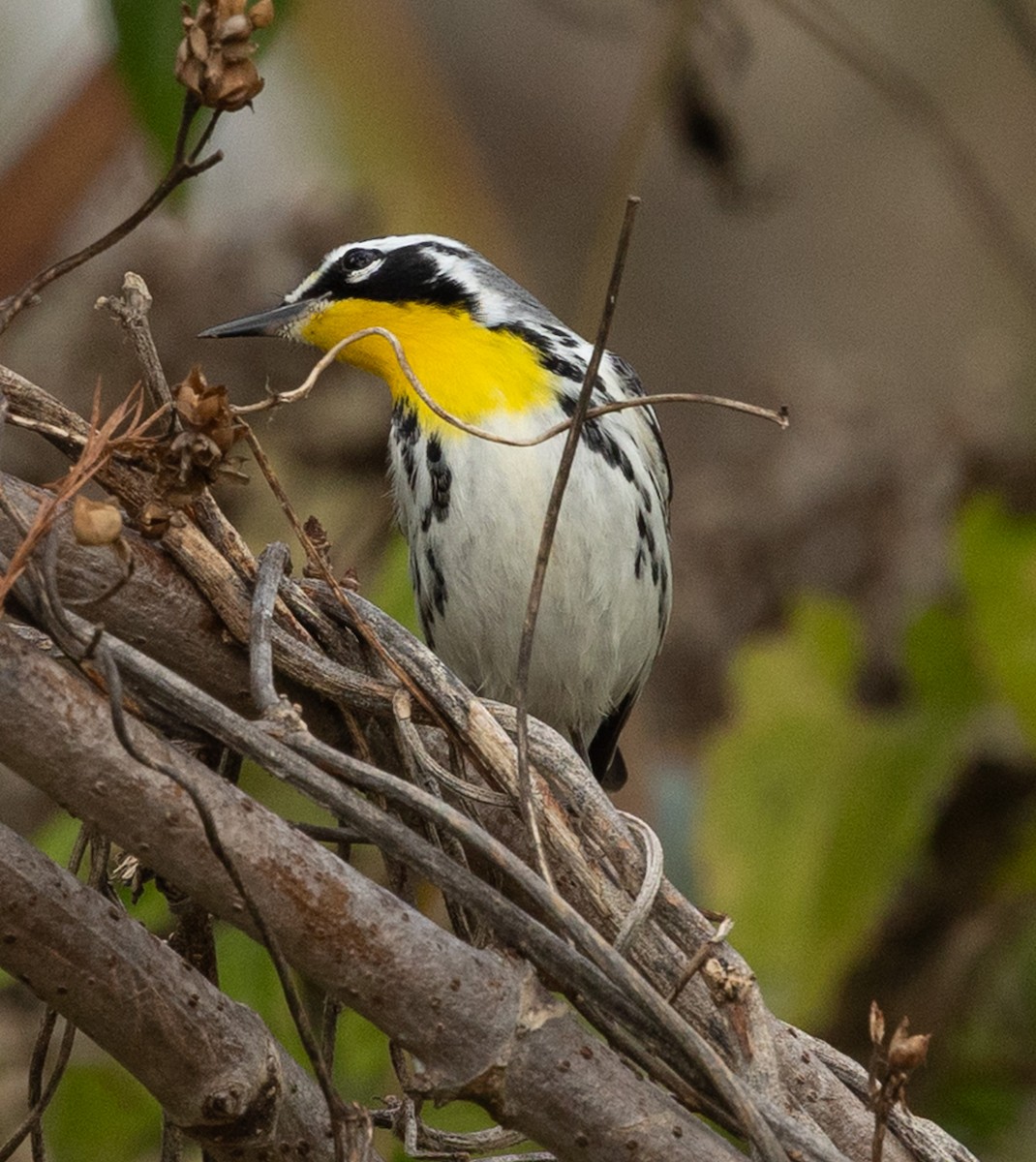 Paruline à gorge jaune - ML647415061