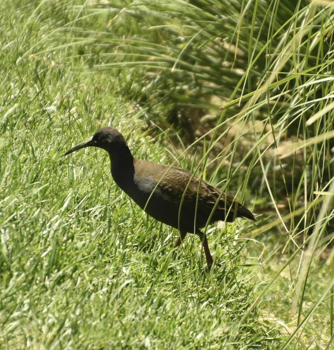 Kurşuni Sukılavuzu - ML647415062