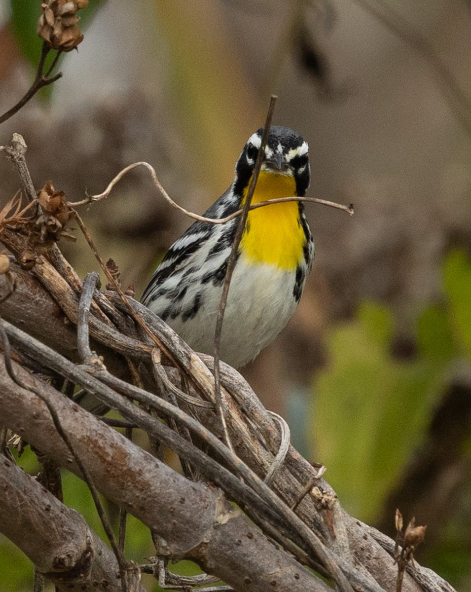 Paruline à gorge jaune - ML647415067
