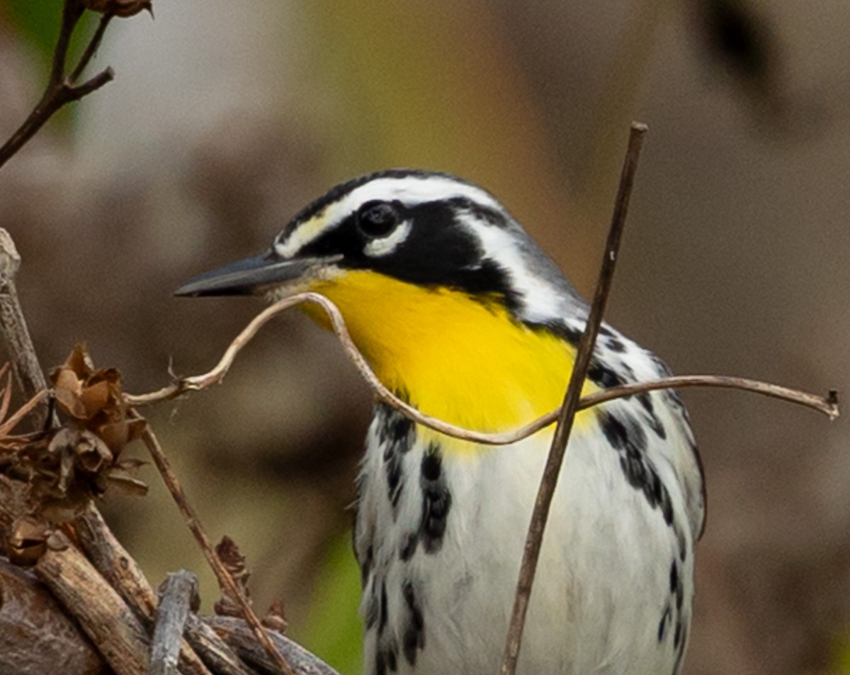 Paruline à gorge jaune - ML647415074