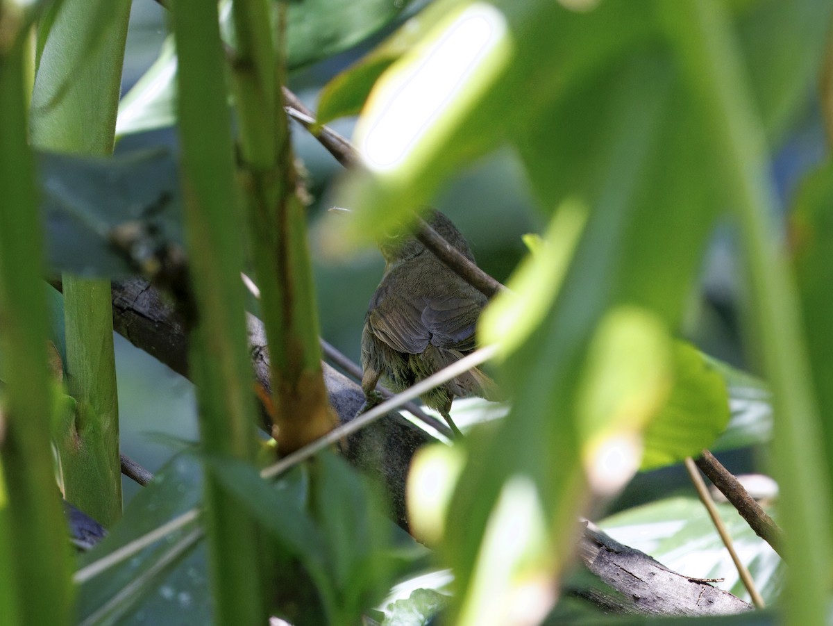 Malagasy Brush-Warbler - ML647415082