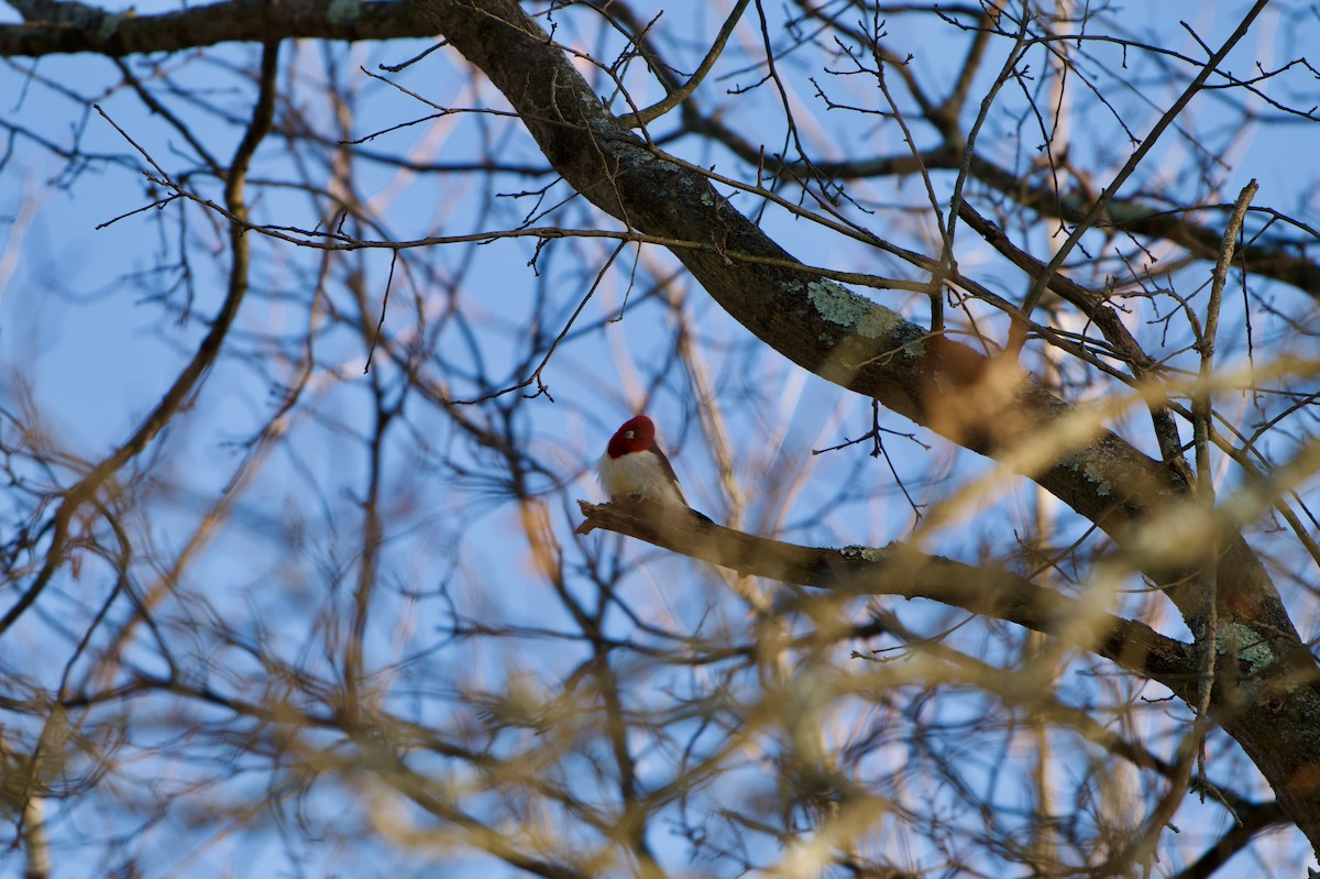 Rotkopfspecht - ML647415088