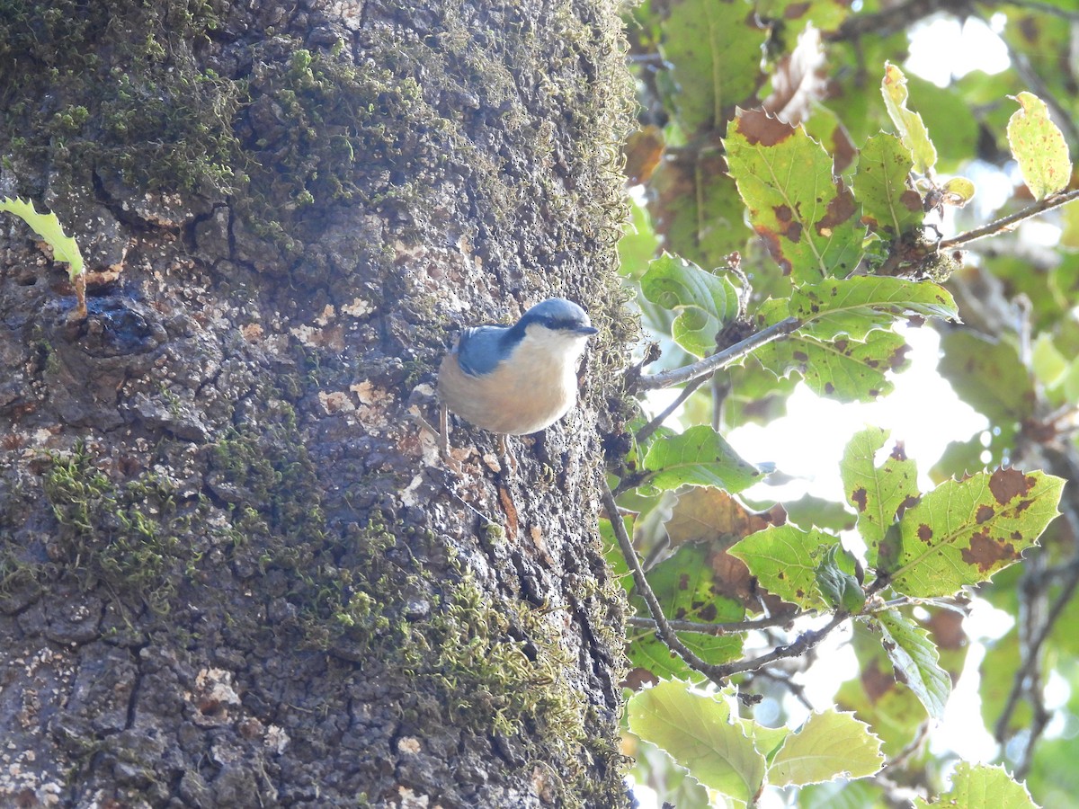 brhlík běloocasý - ML647415093