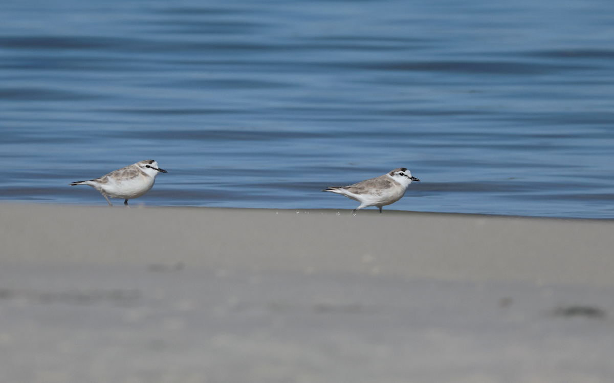 White-fronted Plover - ML647415113