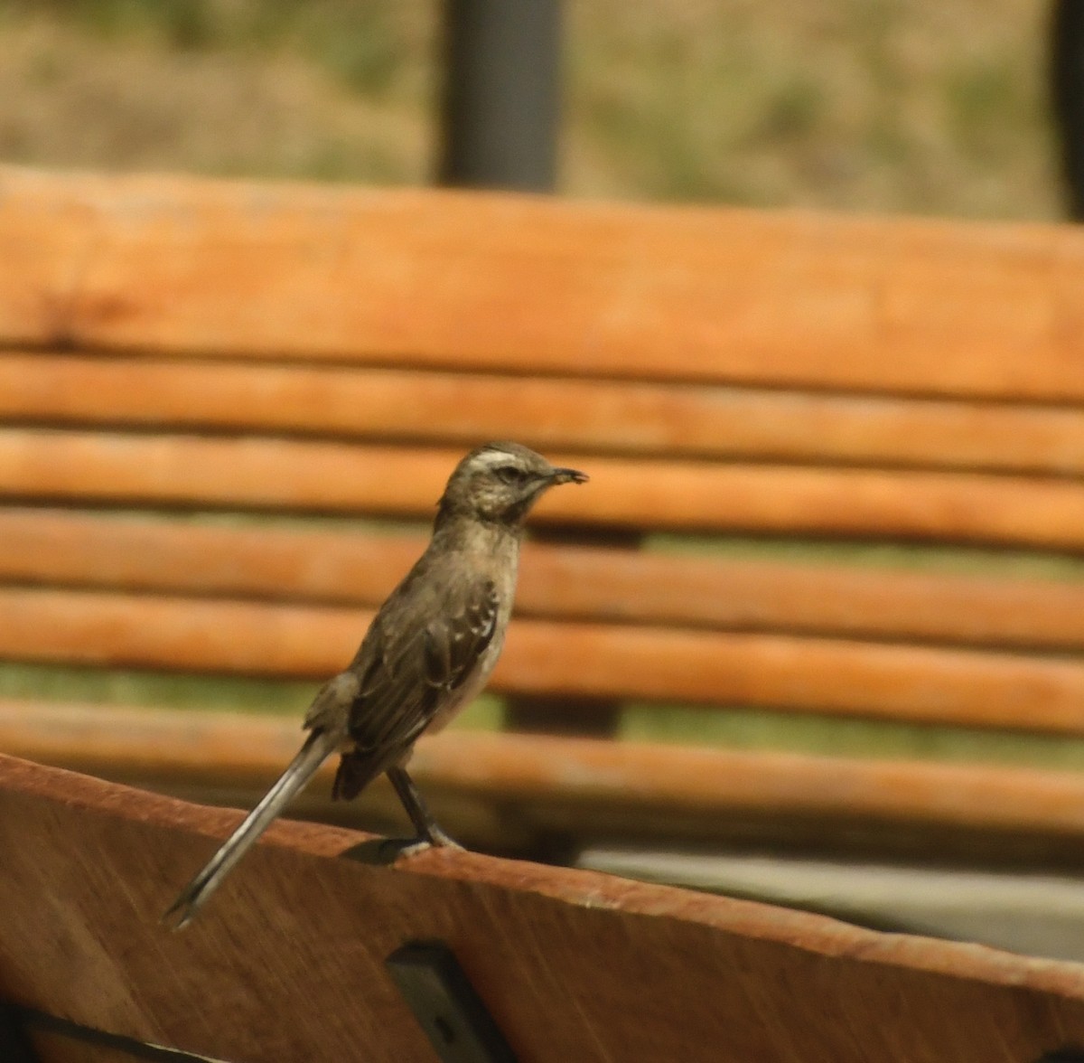 Chilean Mockingbird - ML647415115