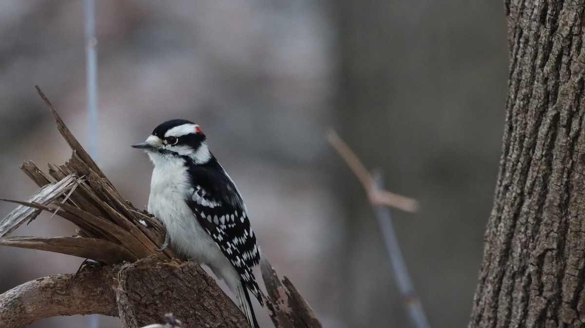 Downy Woodpecker - ML647415118