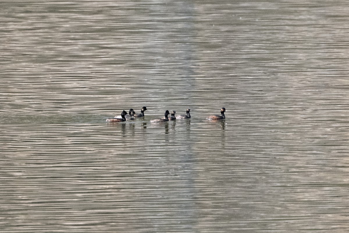 potápka černokrká - ML647415129