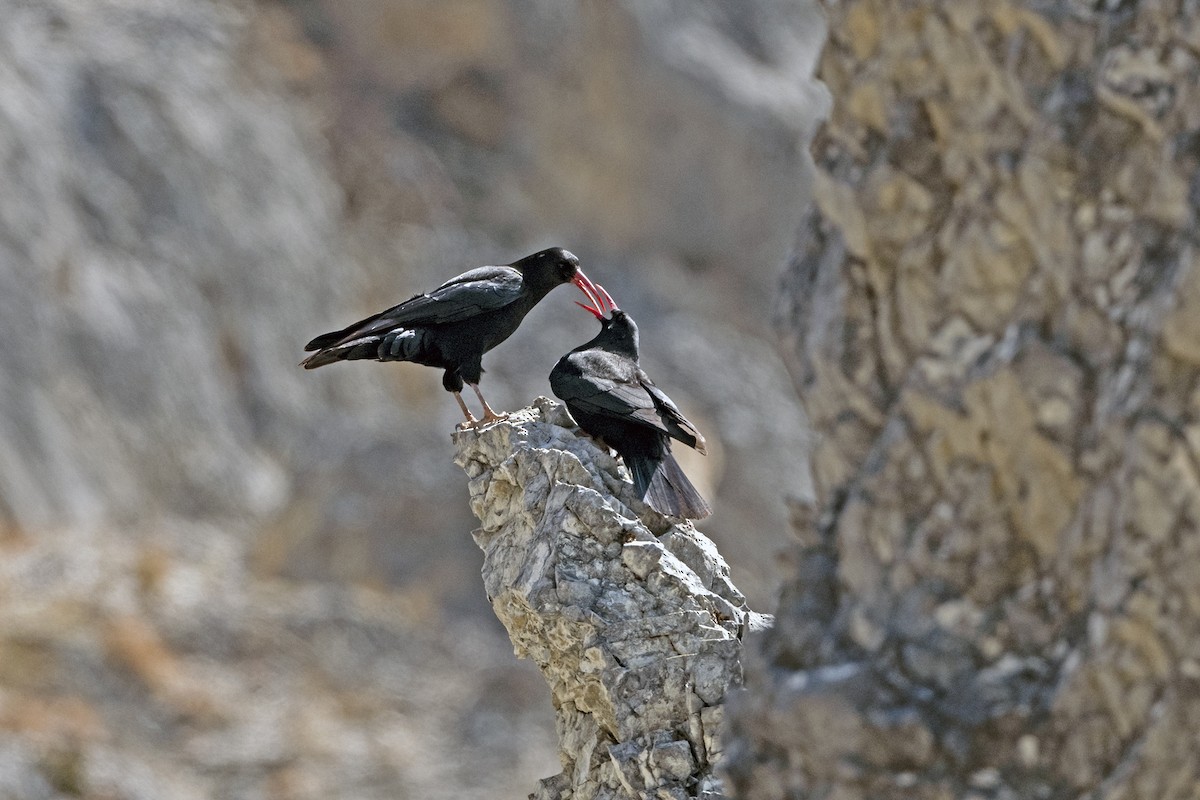 ベニハシガラス（pyrrhocorax グループ） - ML647415137