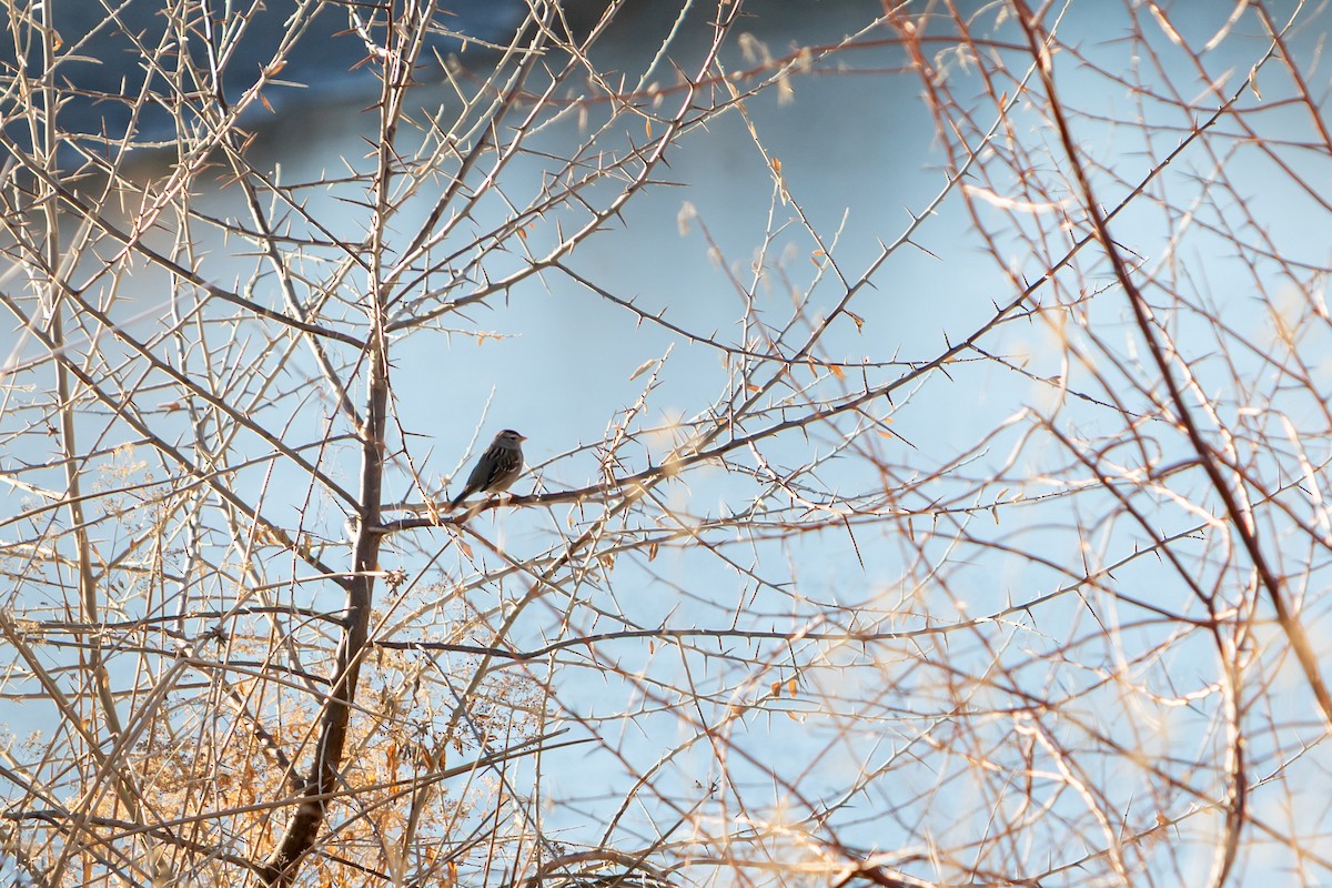 White-crowned Sparrow - ML647415138