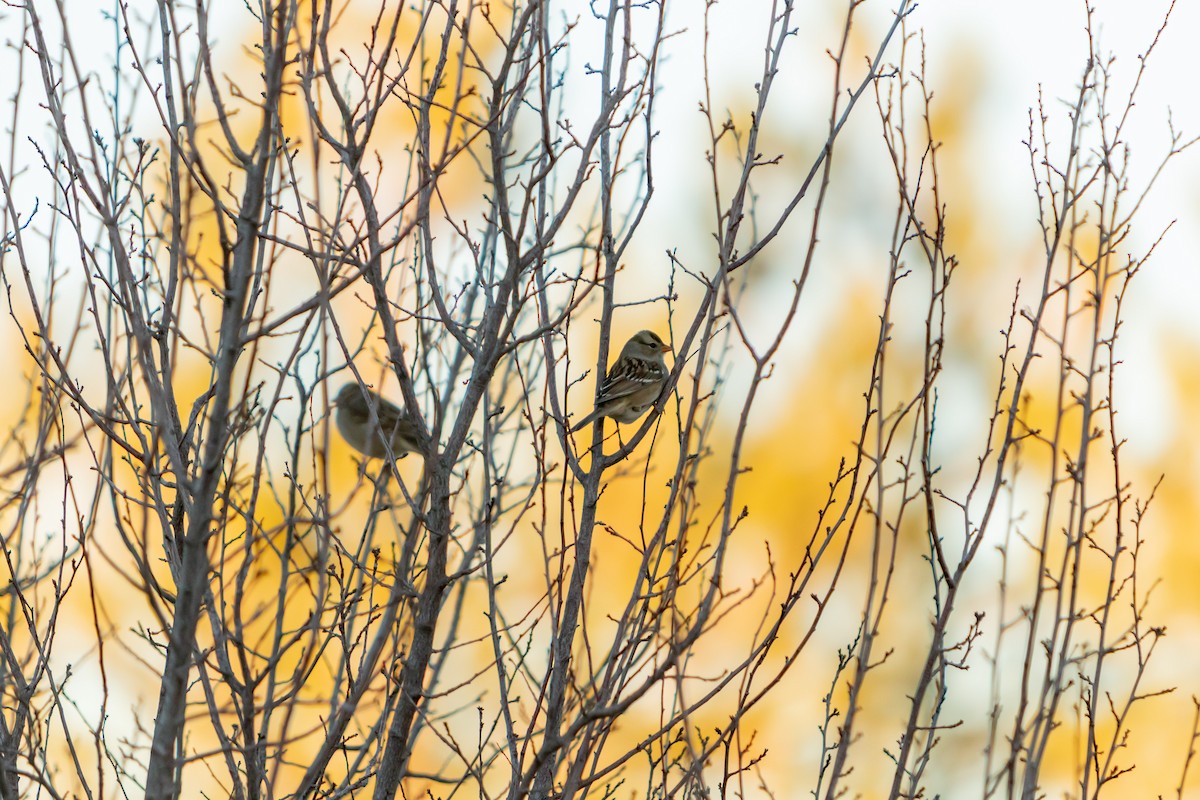 White-crowned Sparrow - ML647415139