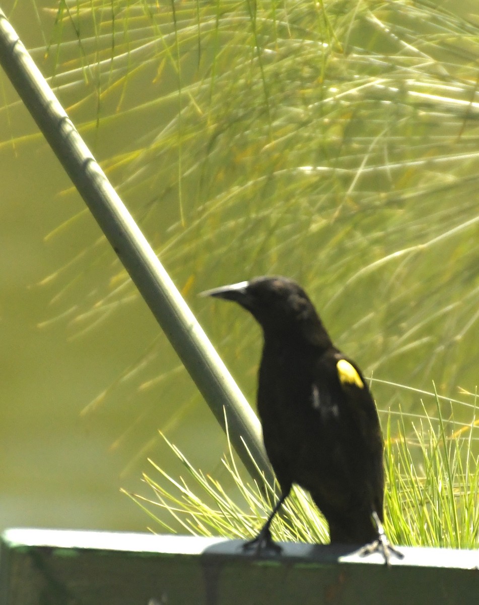 Yellow-winged Blackbird - ML647415152
