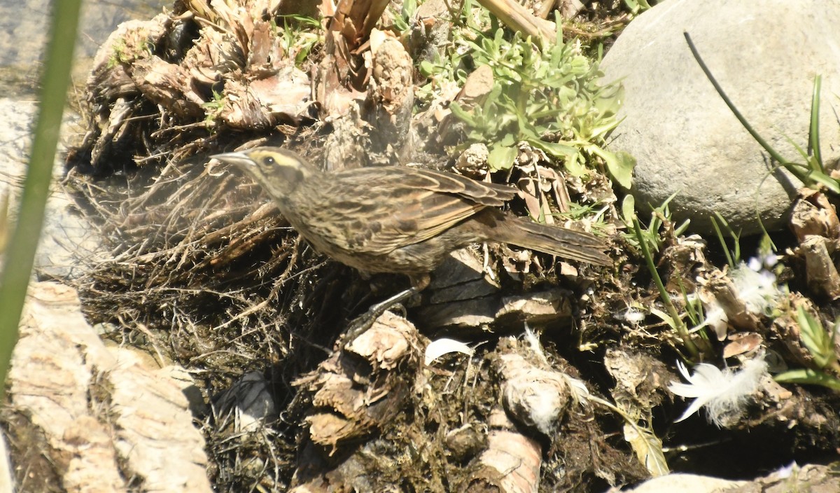 Yellow-winged Blackbird - ML647415153