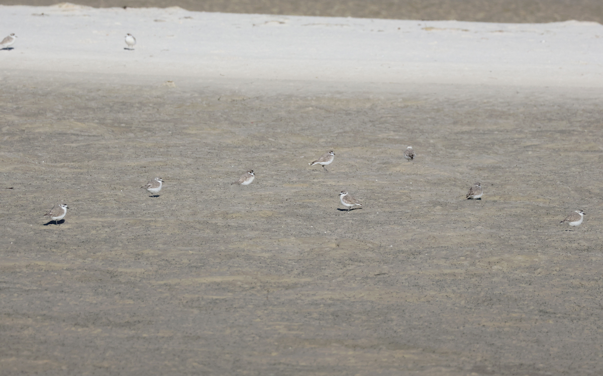 White-fronted Plover - ML647415183