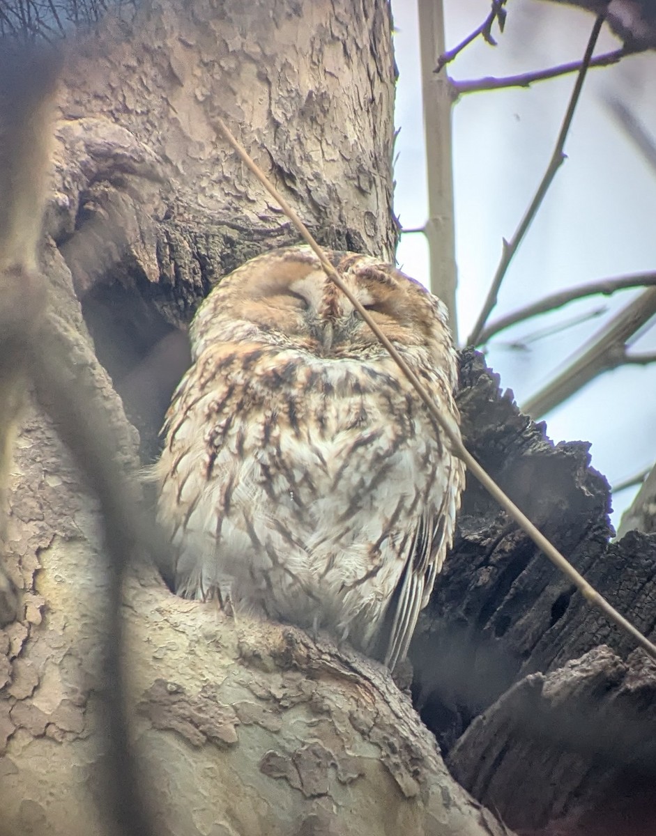 Tawny Owl - ML647415185