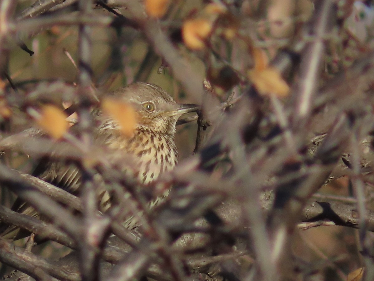 Sage Thrasher - ML647415186