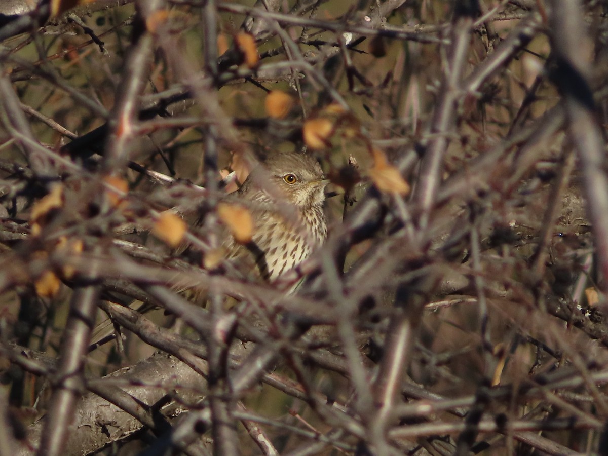 Sage Thrasher - ML647415187