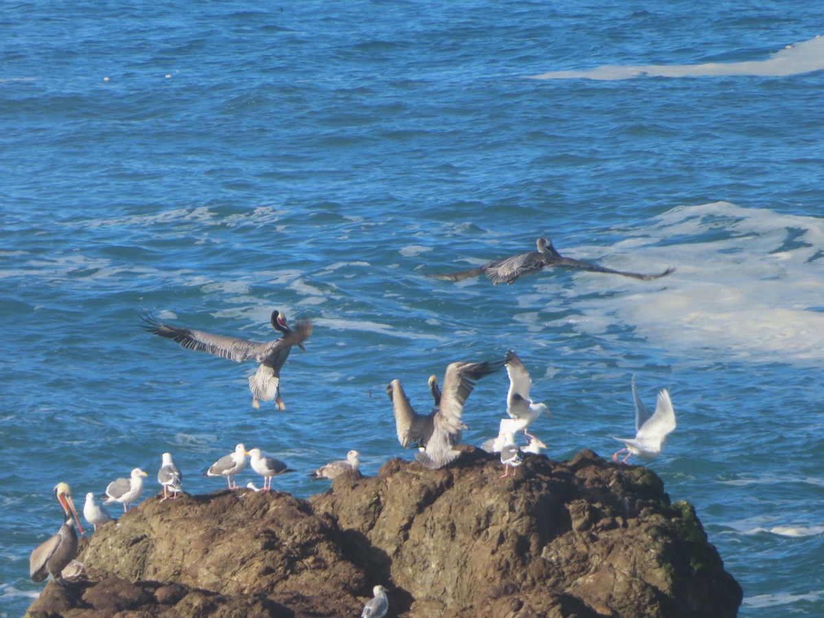 Brown Pelican - ML647415201