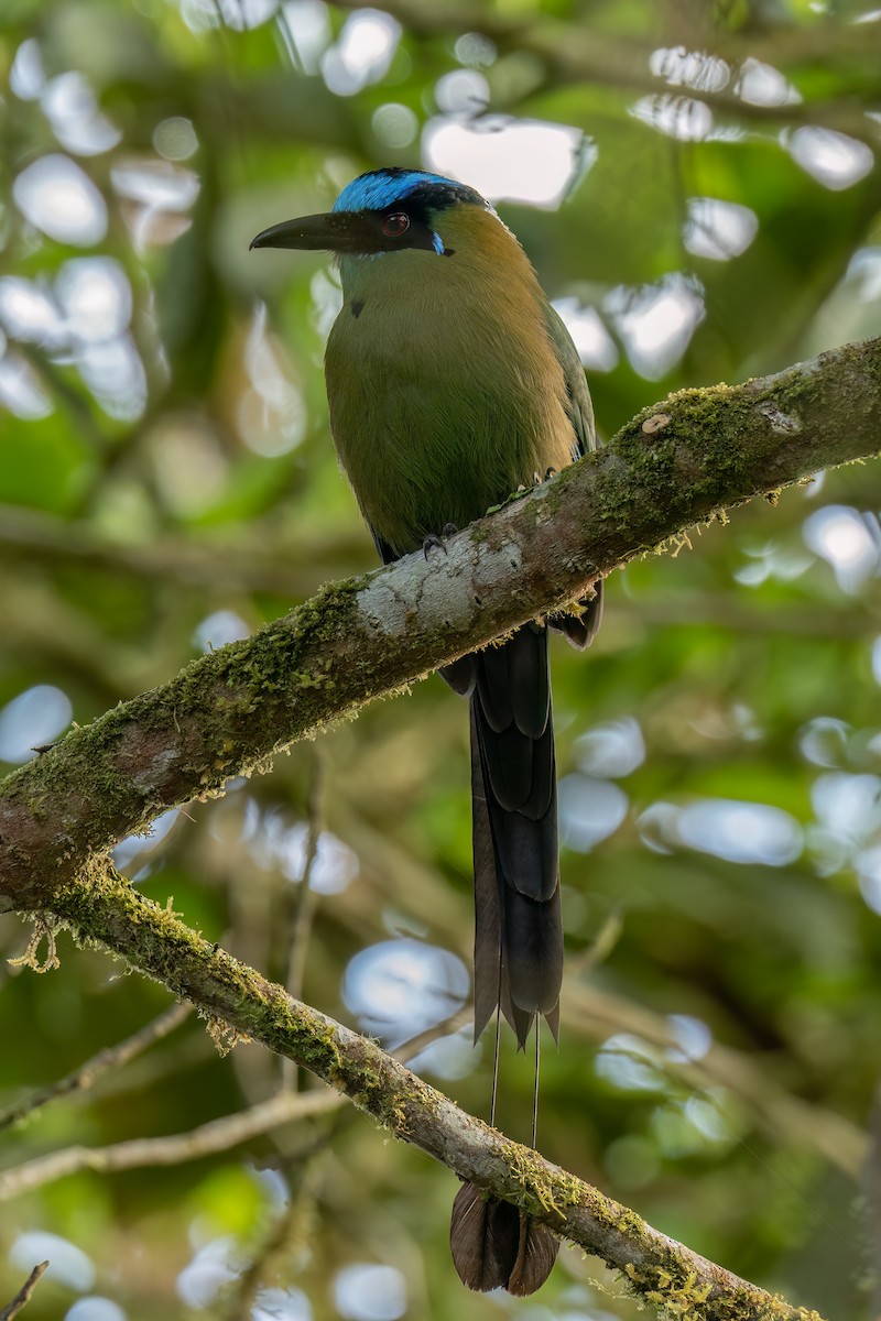 Motmot d'Équateur - ML647415204