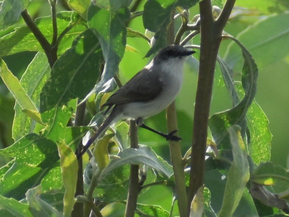 Тираник річковий - ML647415205