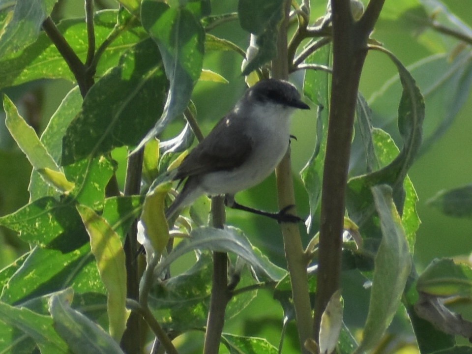 Тираник річковий - ML647415206