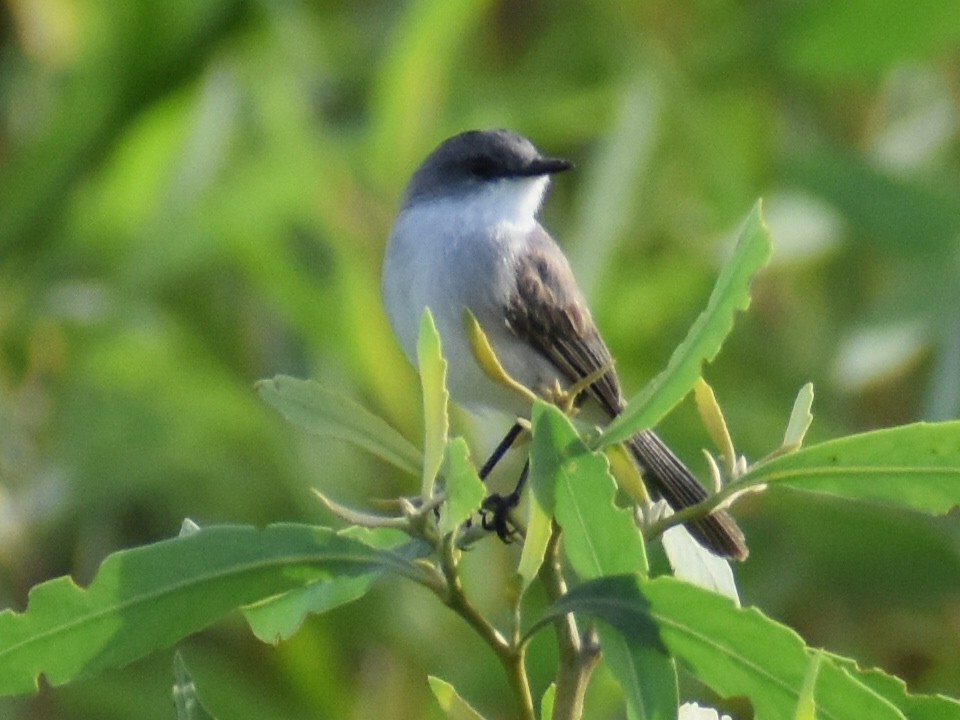 Тираник річковий - ML647415207