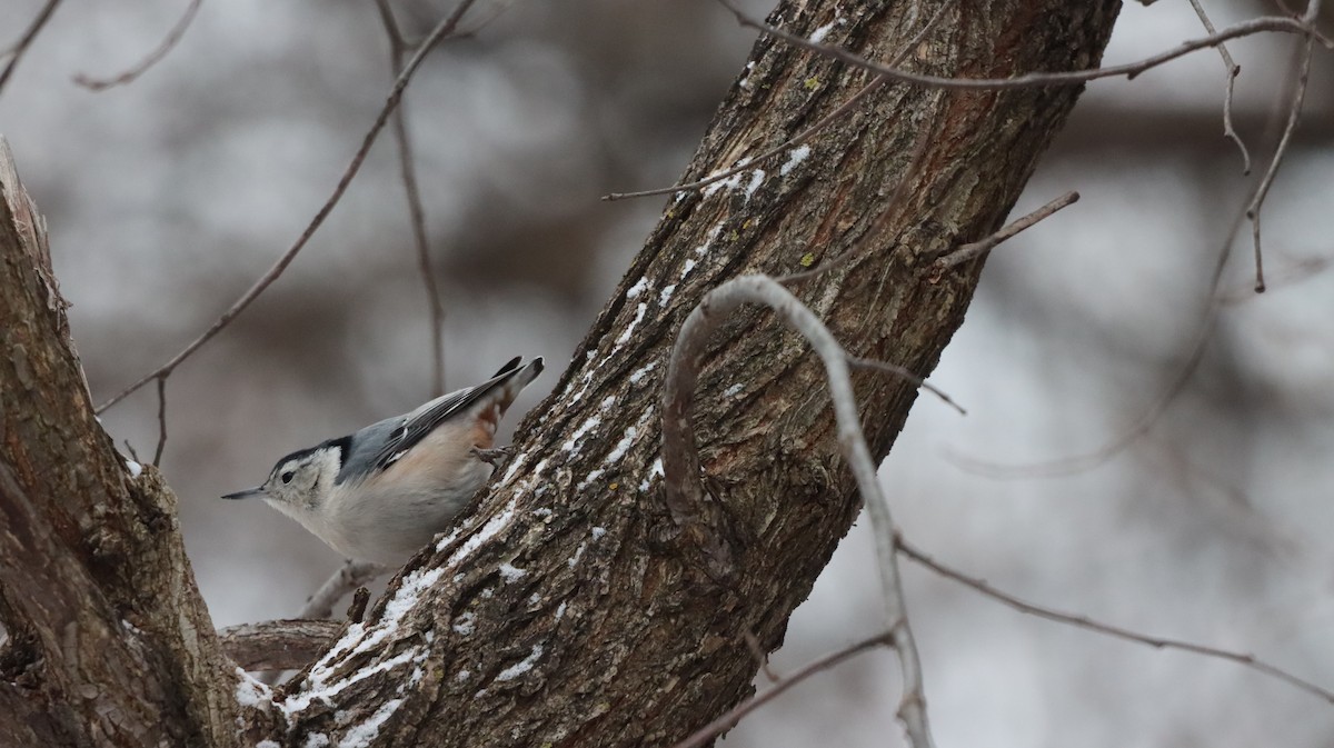 Weißbrustkleiber - ML647415210