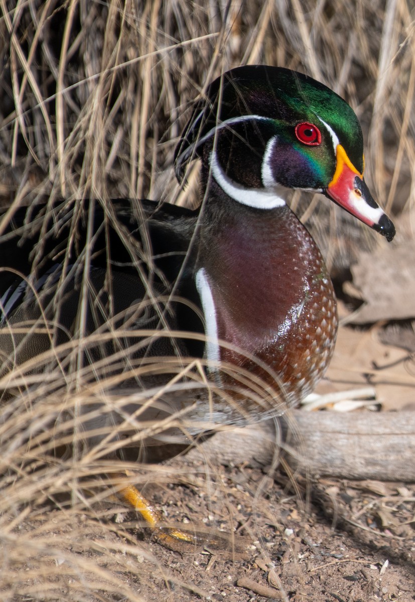 kachnička karolínská - ML647415220