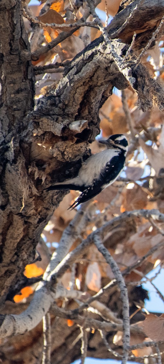 strakapoud americký - ML647415235