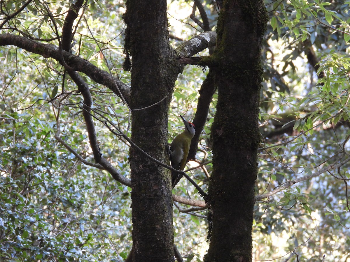 žluna šedá - ML647415240