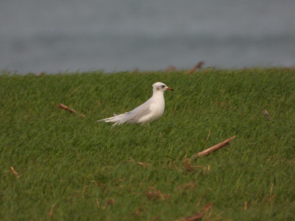 Mediterranean Gull - ML647415244