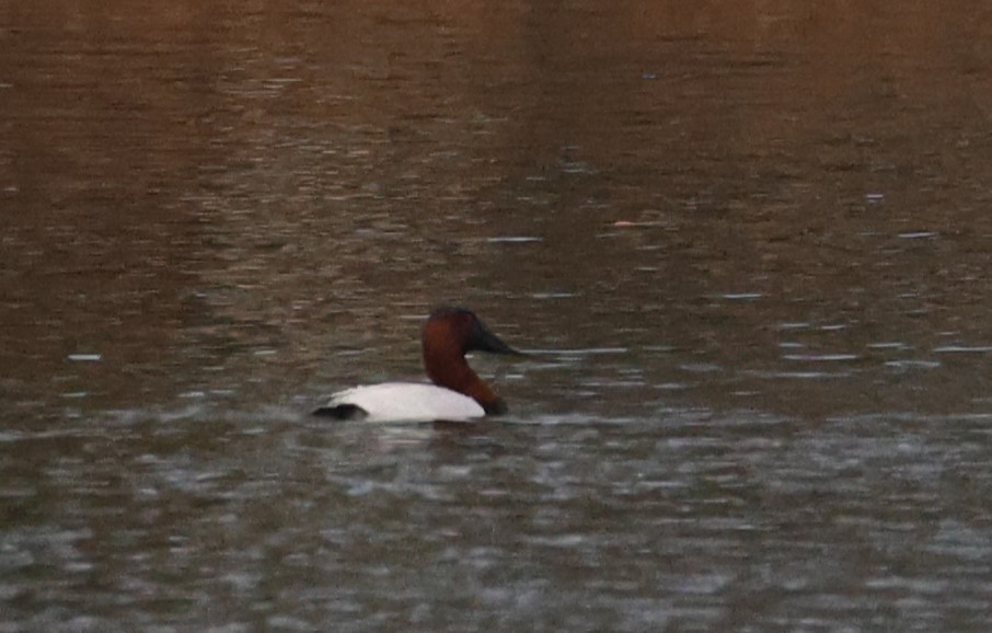 polák dlouhozobý - ML647415246