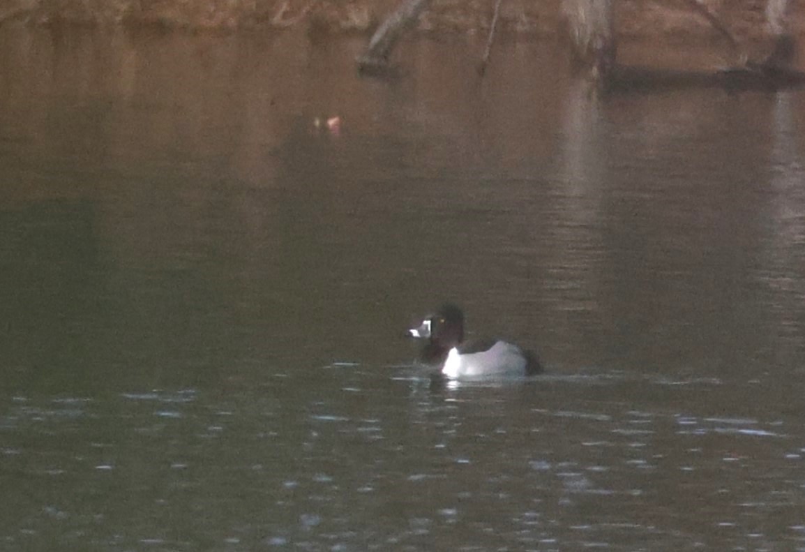 polák proužkozobý - ML647415250