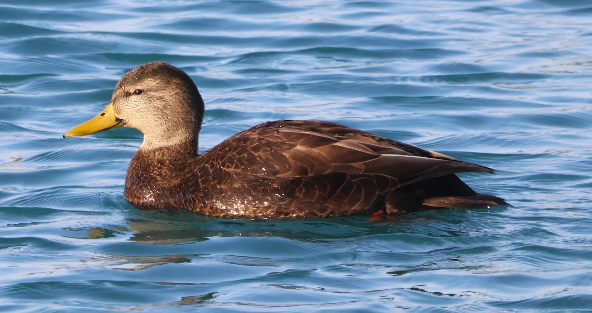 Ahate iluna - ML647415254