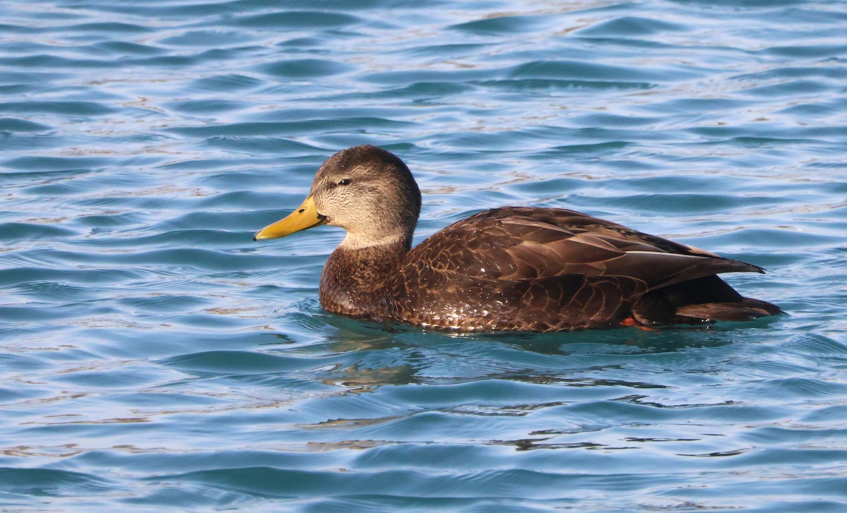 Ahate iluna - ML647415255