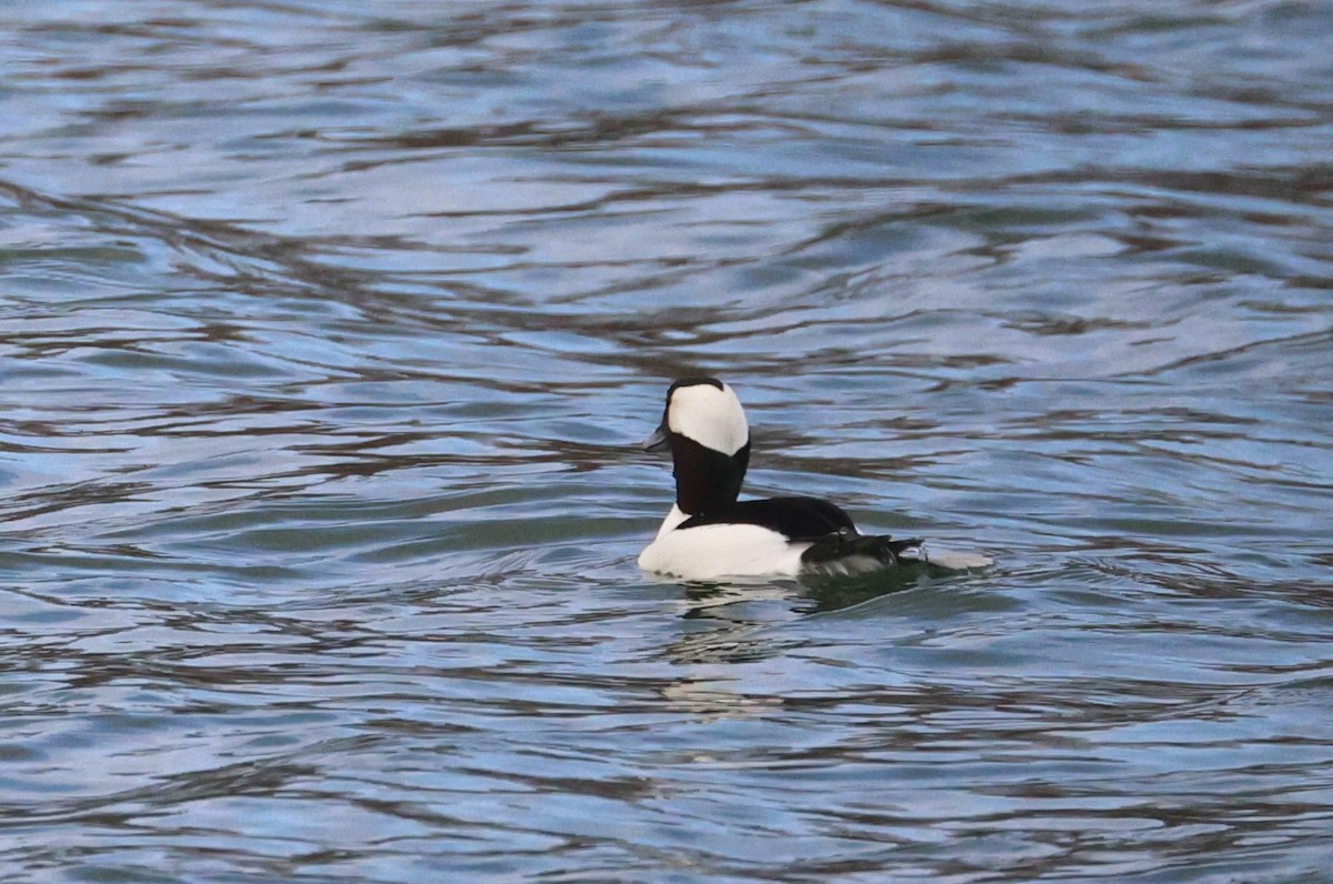 hohol bělavý - ML647415258