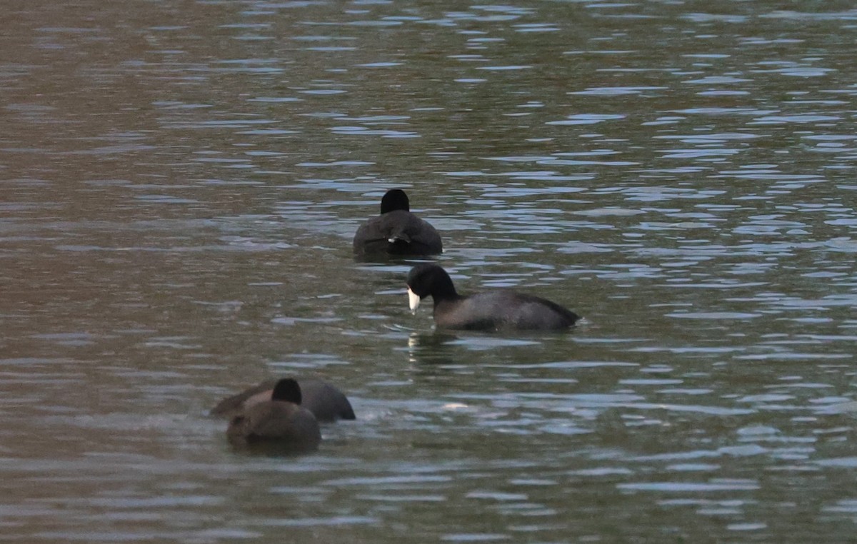 lyska americká - ML647415259