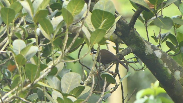 Желтоклювый саблеклюв - ML647415260